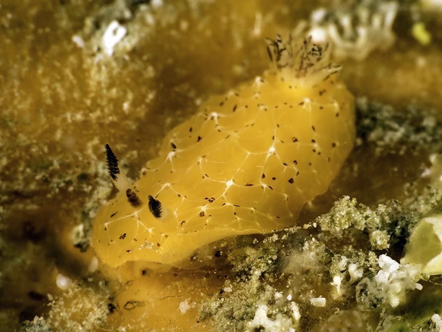 Halgerda dalanghita